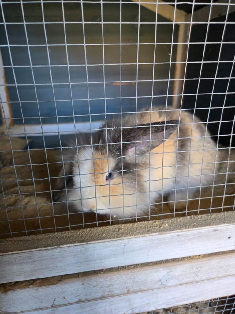 Teddy lops 