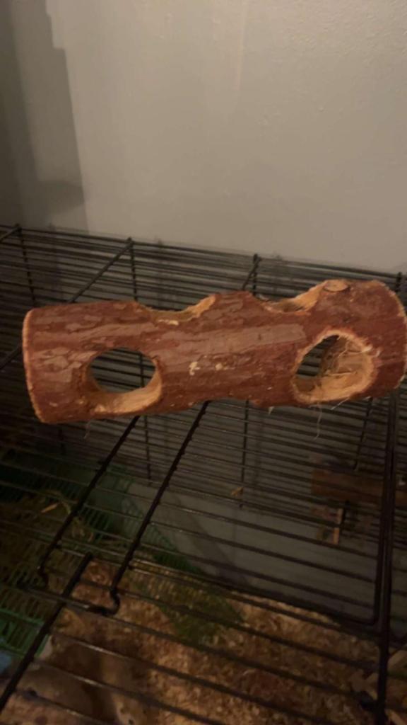 Gerbils and full set up