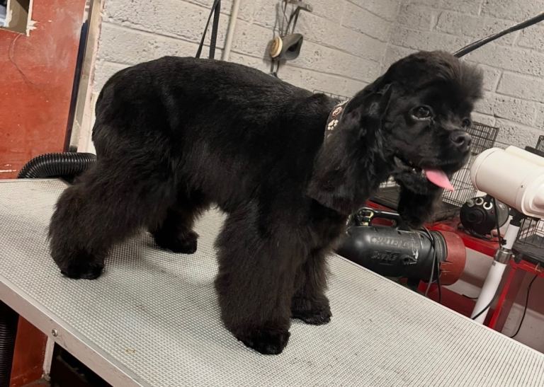 American cocker spaniel 