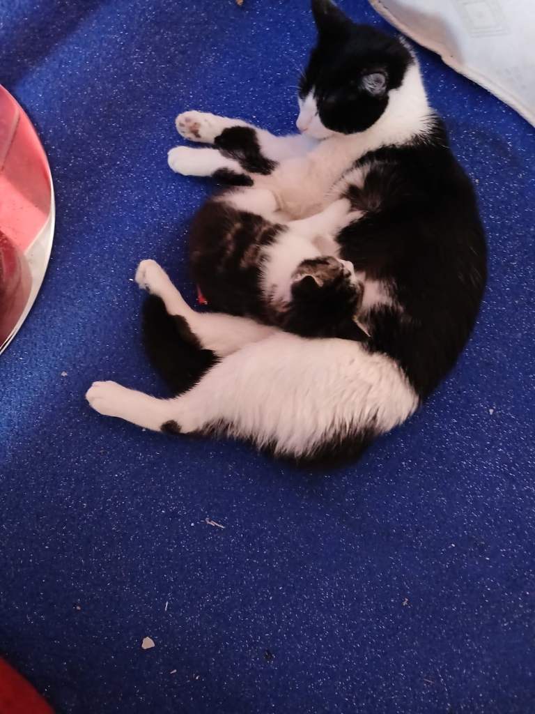 Kitten