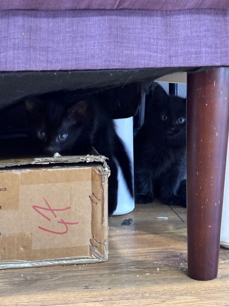 10 Week Old Kittens 
