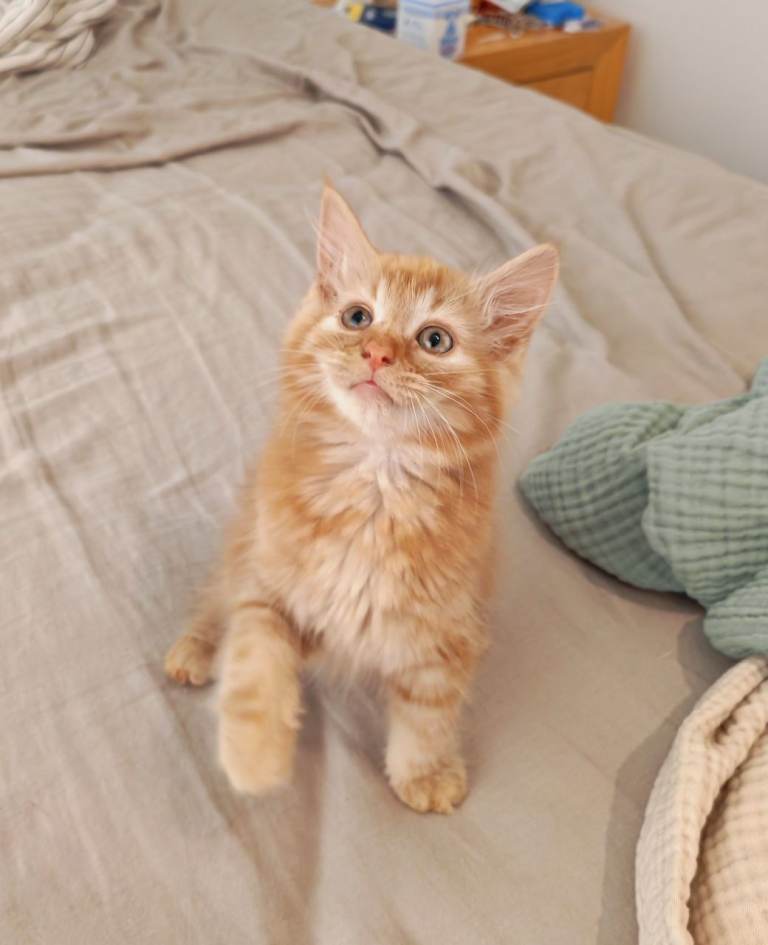 Cute fluffy ginger girl left