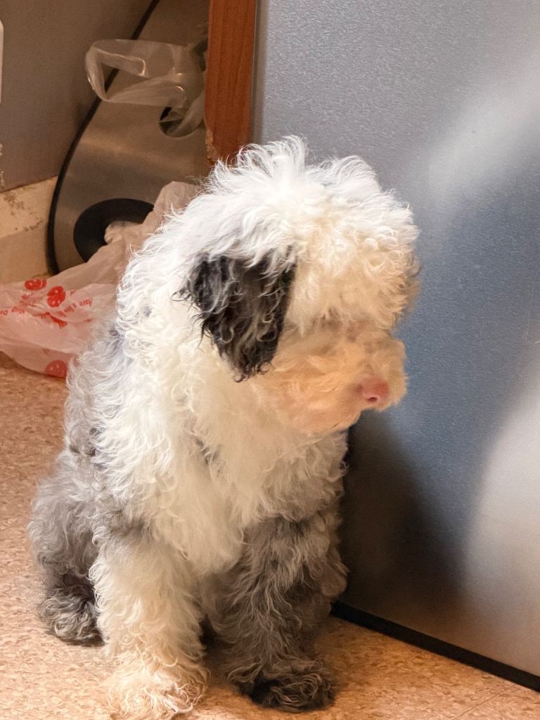 🐶 Cockapoo Puppy – 3 Months Old 💗 for sale 