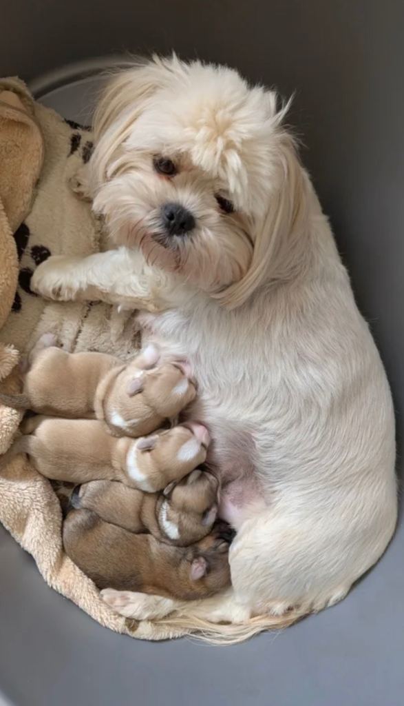 Lhasa Apso Female Puppy 10 Weeks Old 