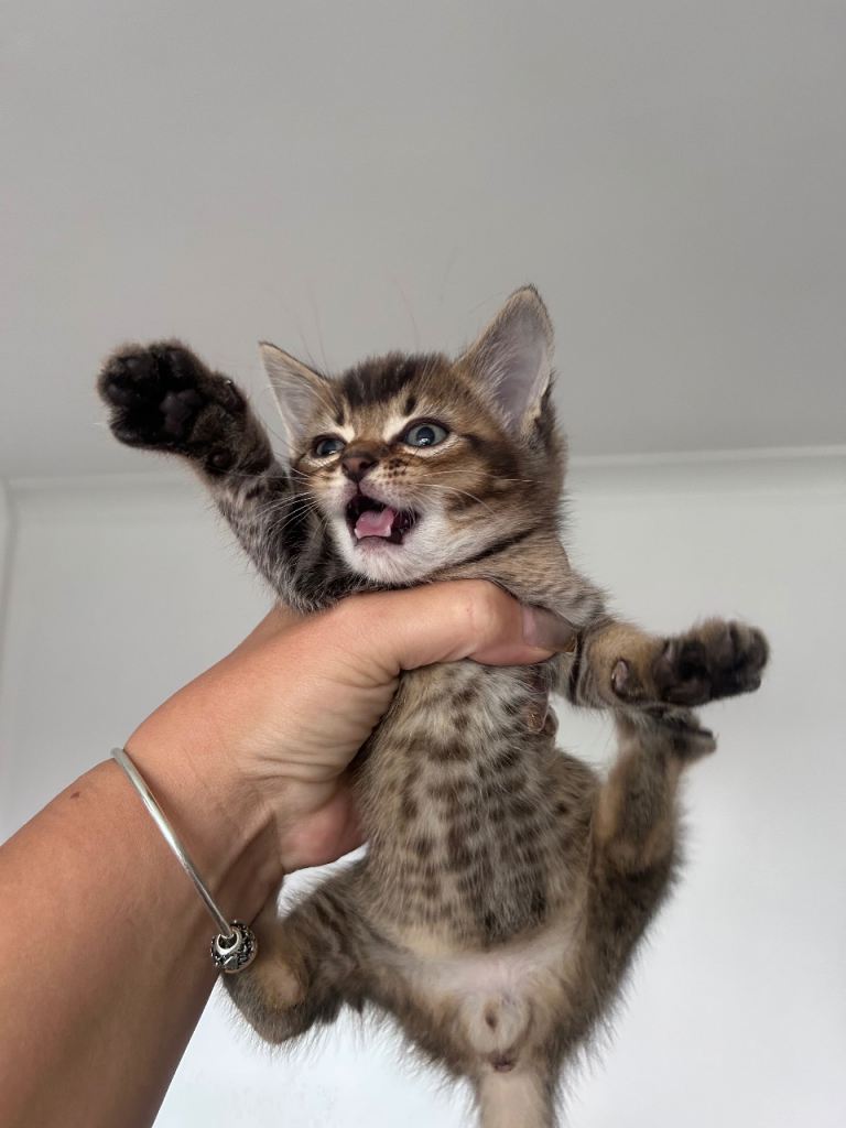 6 bengal cross kittens for sale