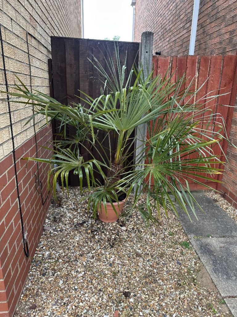 Trachycarpus Plant 
