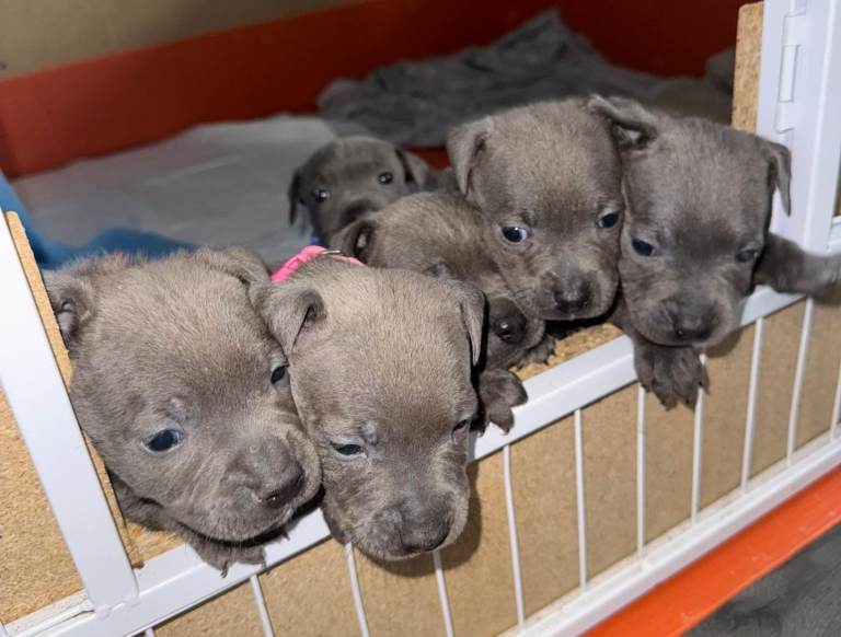 Beautiful blue staffy pups 