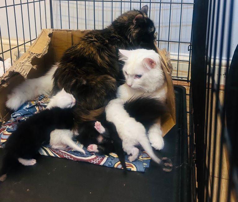 🐾 Adorable Kittens for Sale – British Longhair & Turkish Angora Mix 🐾