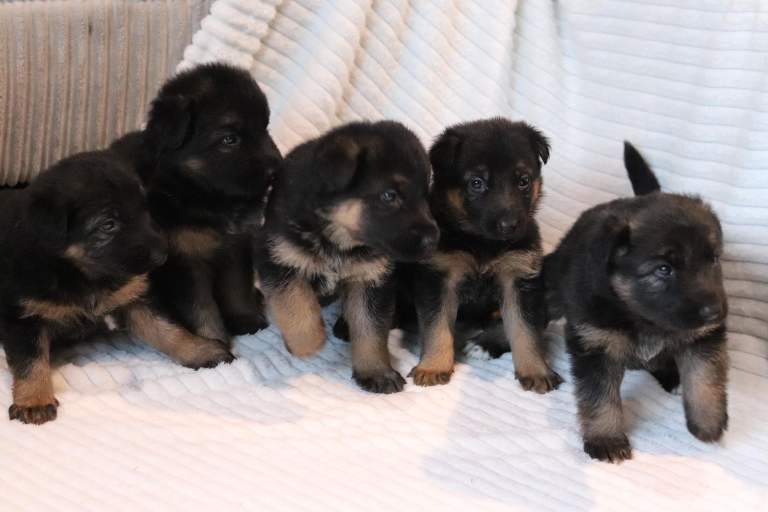 German shepherd puppies for sale 