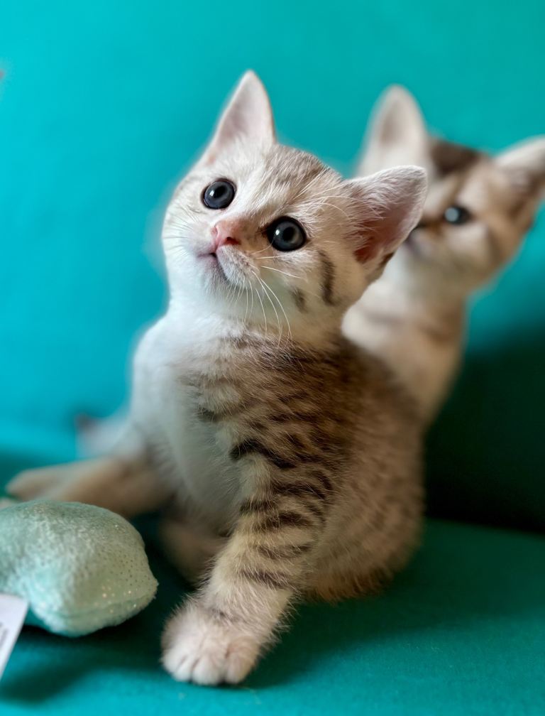 Adorable Mixed Breed Kitten – Grey and White