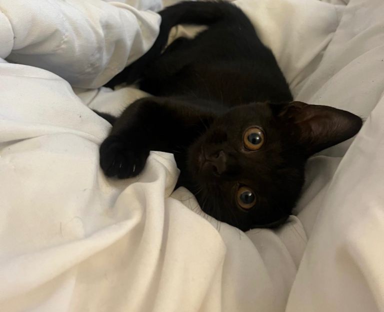 Beautiful bombay mixed kittens ready now 