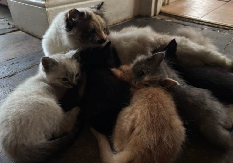 2 gorgeous Ragdoll X kittens ready now!!