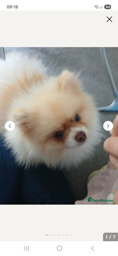 KC Registered Pedigree Pomeranian 