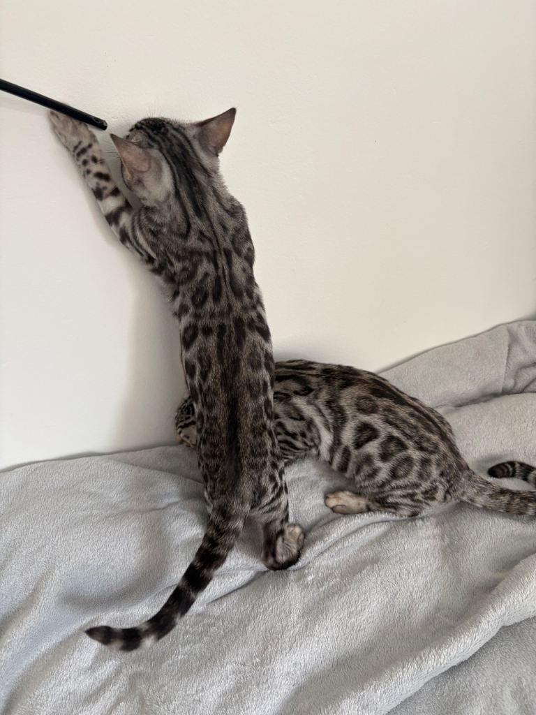 Stunning Silver Spotted Bengal Kitten for Rehoming