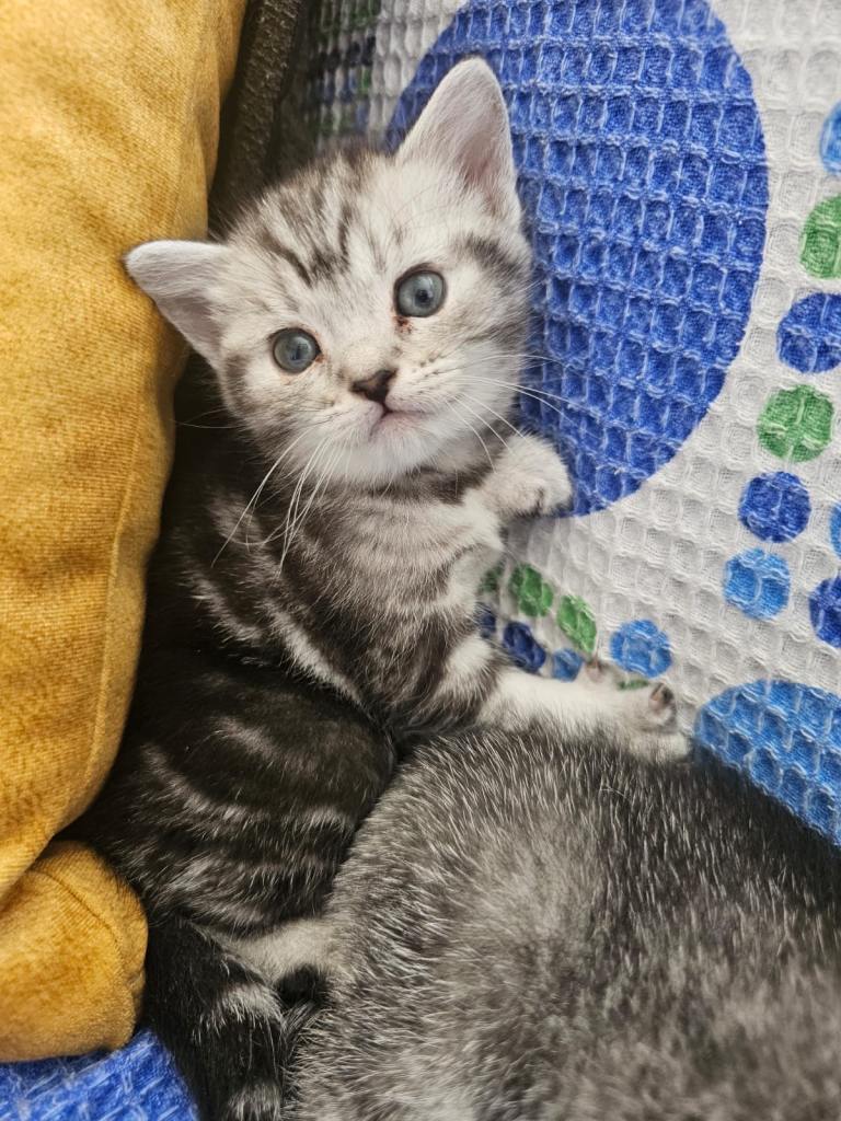 British shorthair cross kittens 