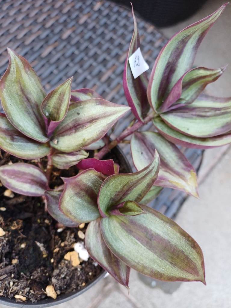 Rare Tradescantia.  Violet Hill. Indoor Plant 