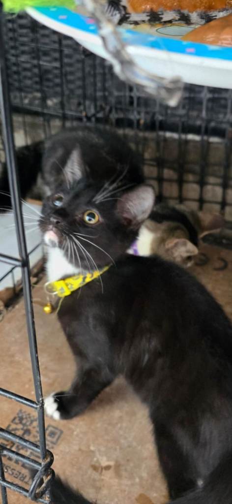 Mixed breed All MALE kittens SALE