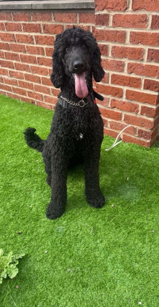 Gorgeous Female Doodle