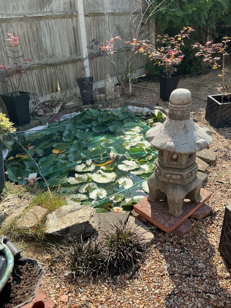 Lilly pads 