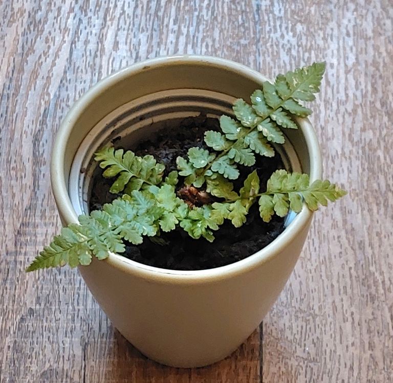 Small dark green ceramic pot, planted with small fern. £4