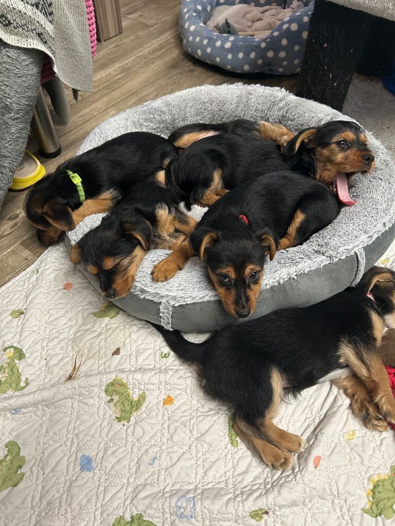Mixed bread puppies