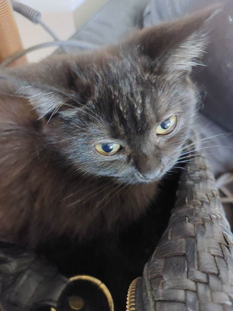 Kittens for sale