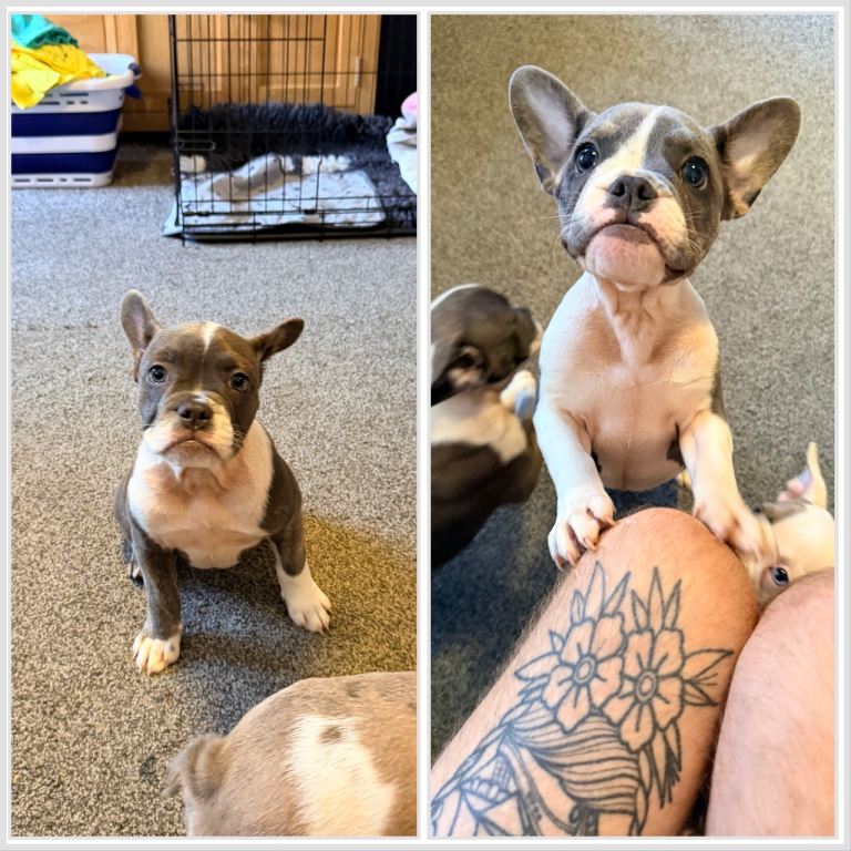 Beautiful French Bulldog x English Bulldog Puppies – 4 Boys & 4 Girls