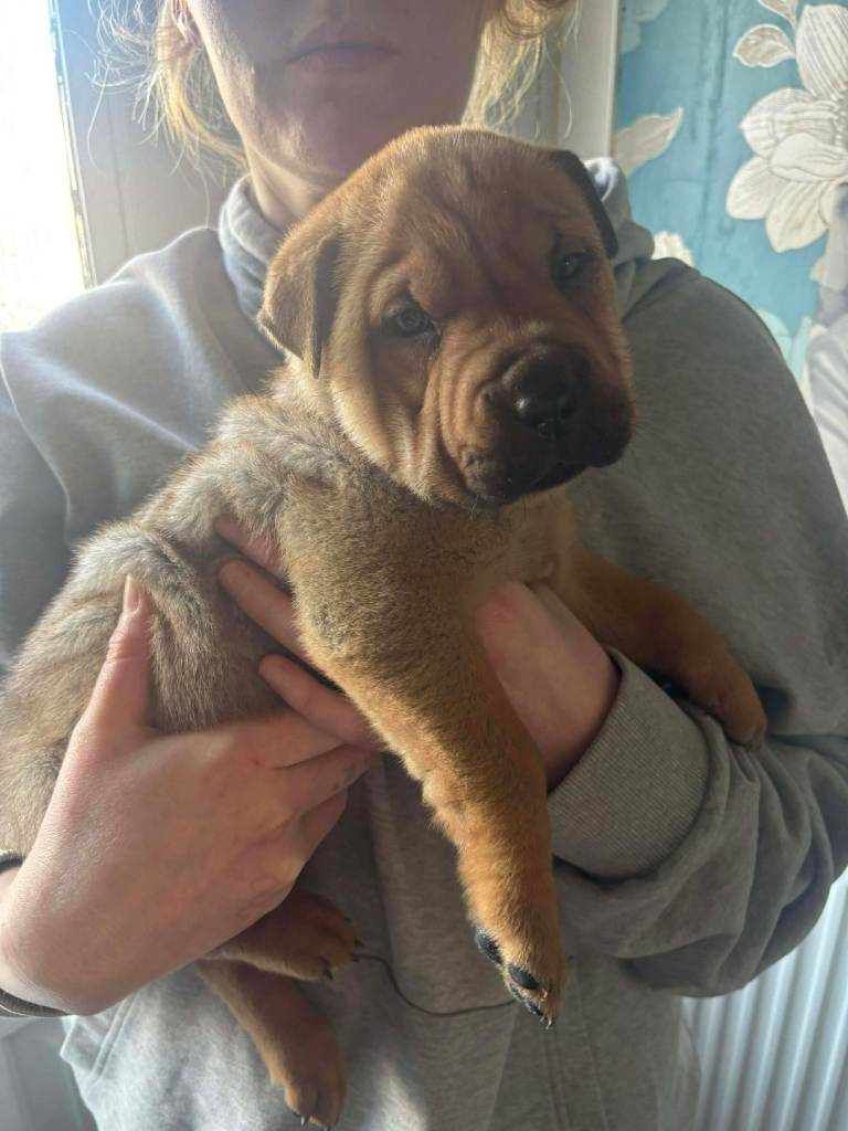 Rottipei for sale 