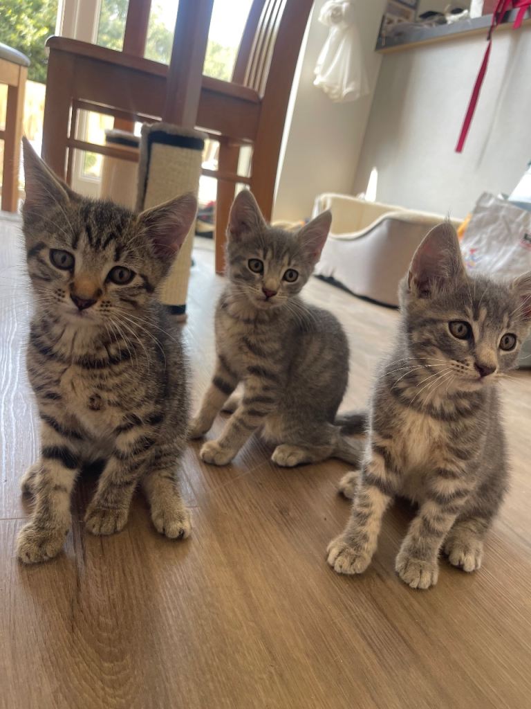 Kittens 