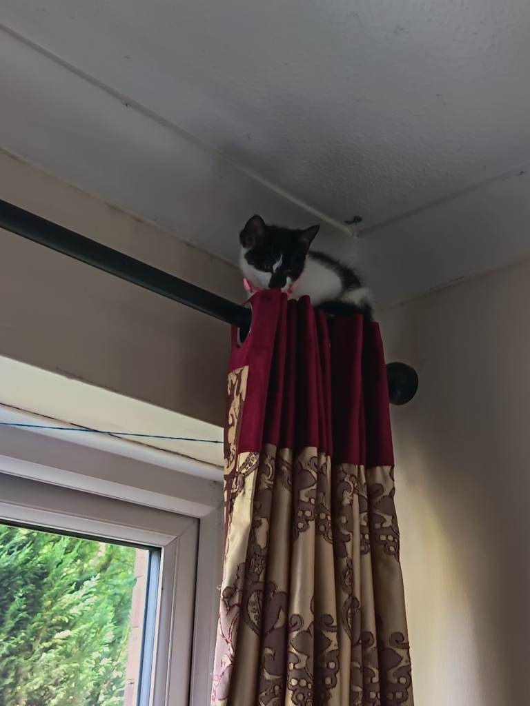Kittens