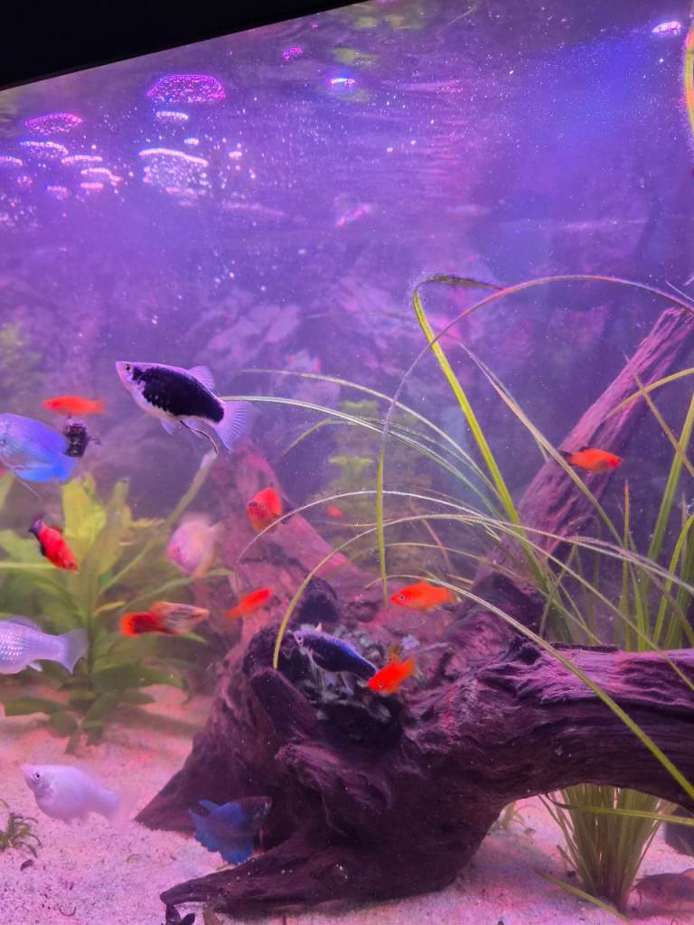 Swordtails & plattys 