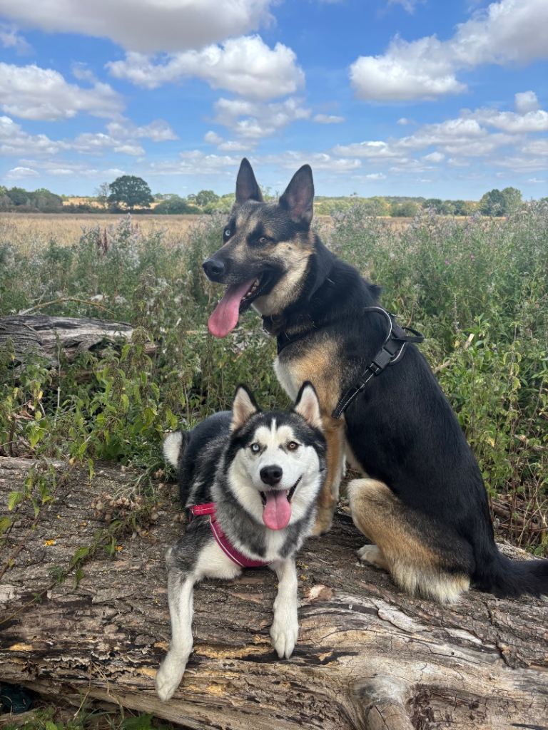 Malamute husky’s cross Belgian shepherd puppies