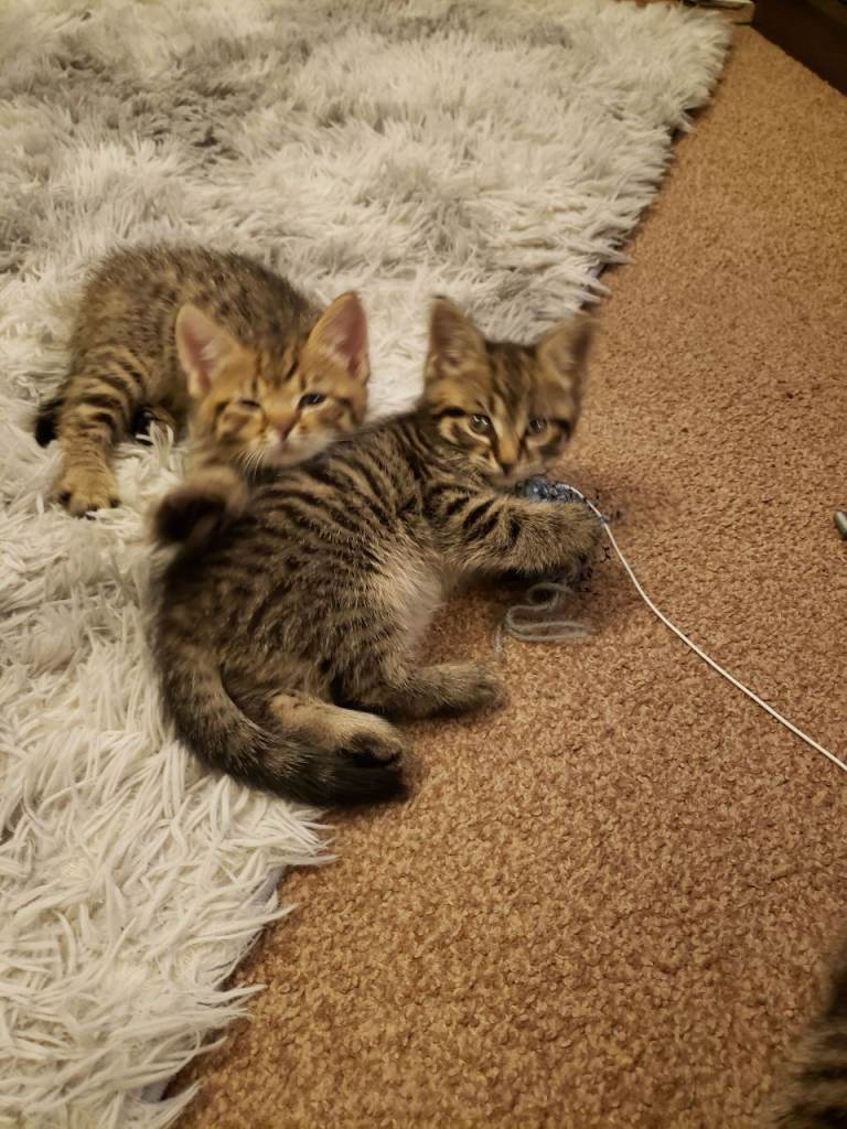 Cute kittens