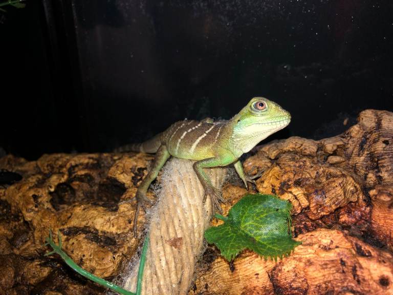 Water Dragon Hatchlings — Healthy, Active, Well Raised (Videos Available)