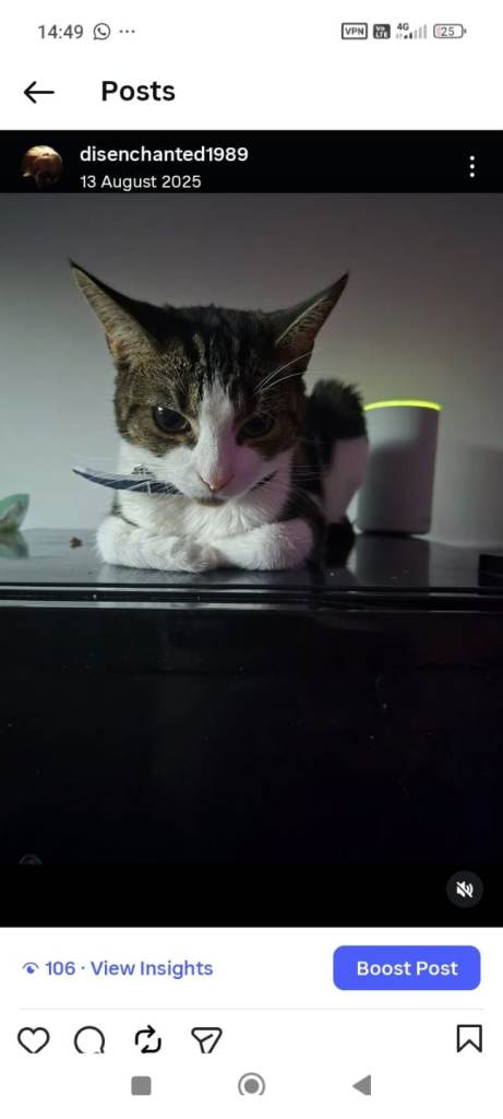 1 year old cat for rehoming