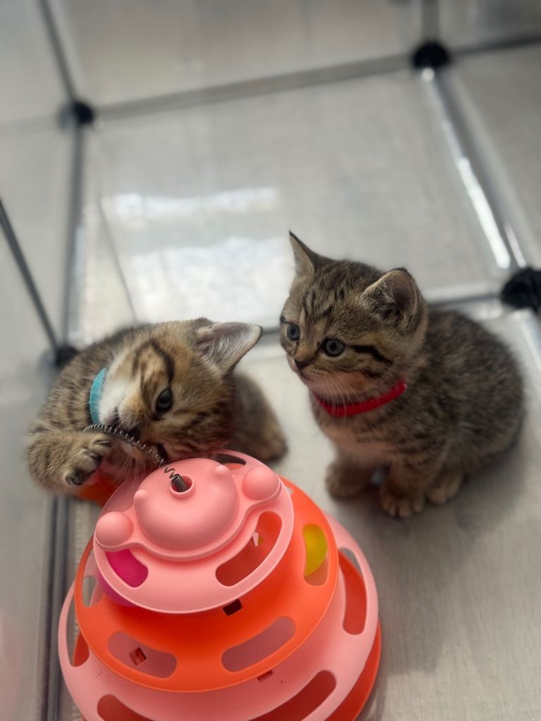 Kittens 