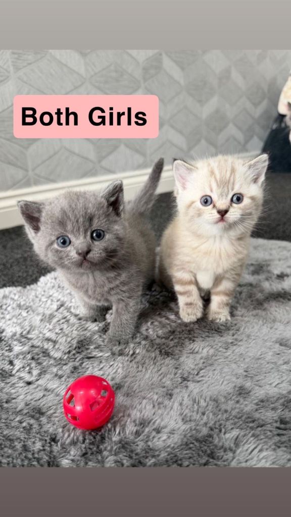 British shorthair kittens for sale 