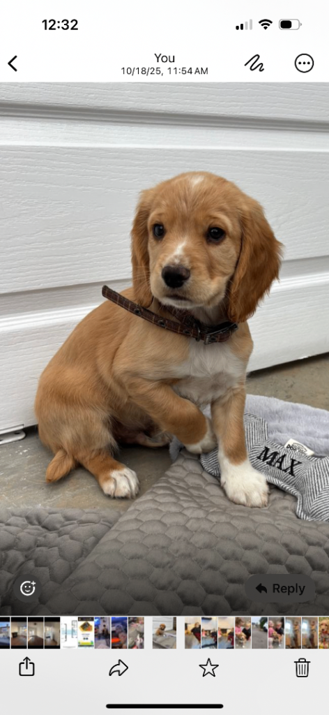 Cocker spaniel puppy 