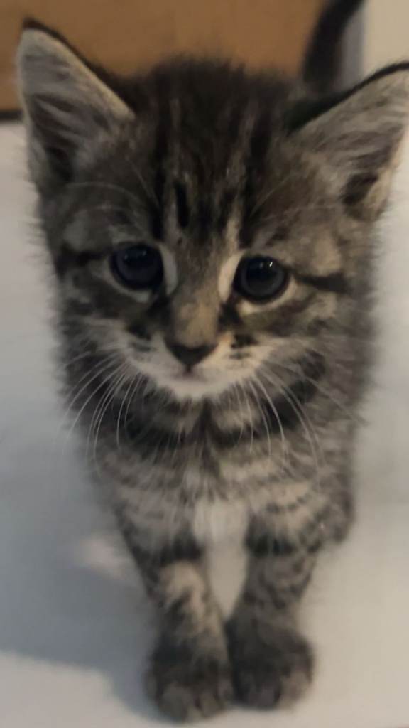Adorable kitten looking for forever home