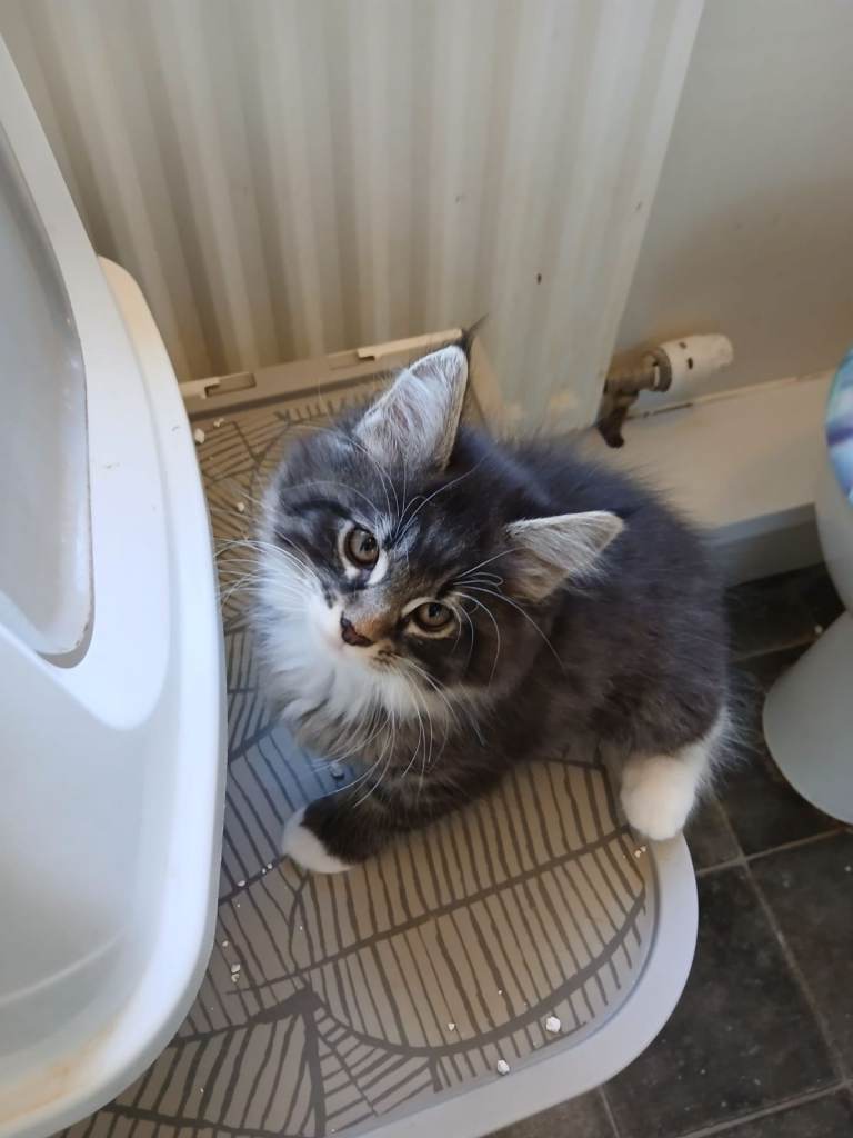 Stunning Maine Coon kittens for sale