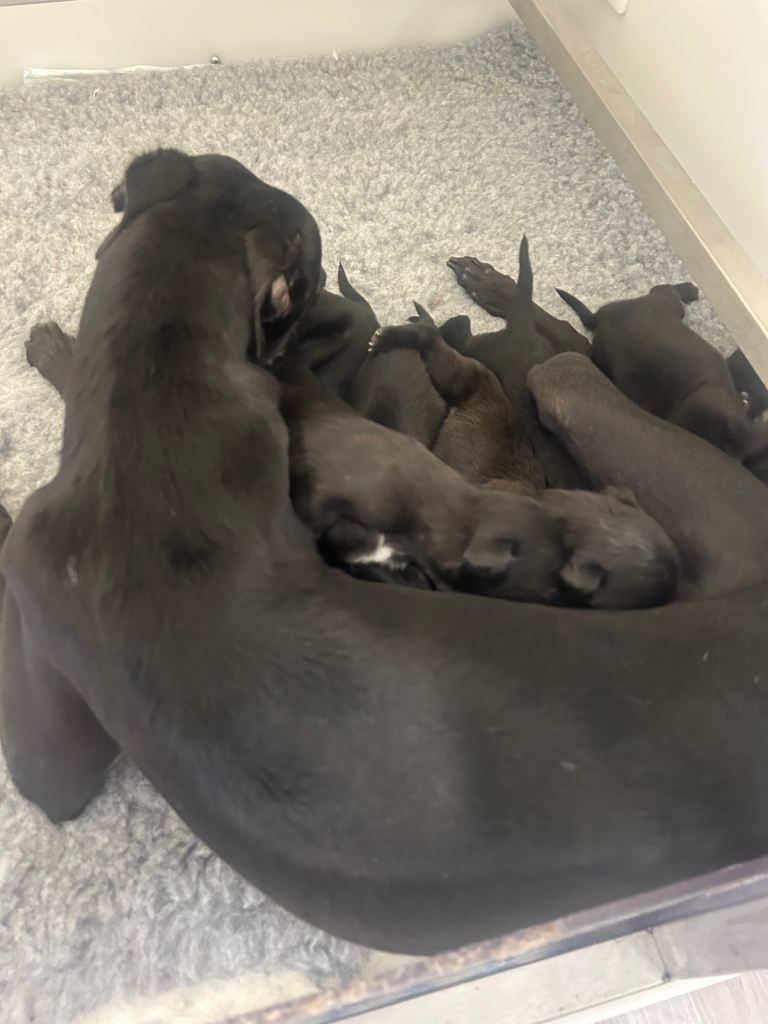 GENUINE BEDDY WHIPPETS 2 BOYS LEFT