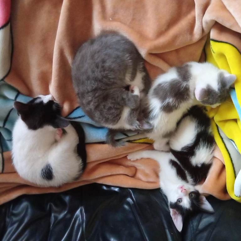 Kittens looking for new homes