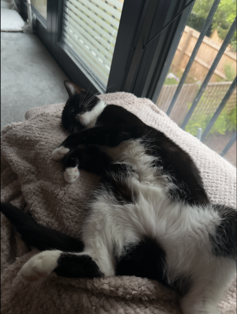 Tuxedo Cat looking for a new home 