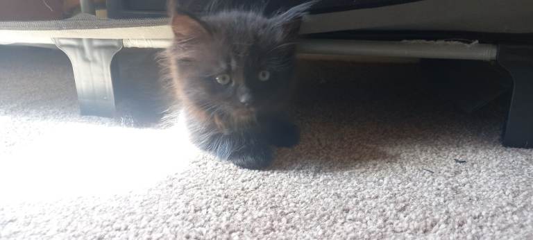 Kittens!