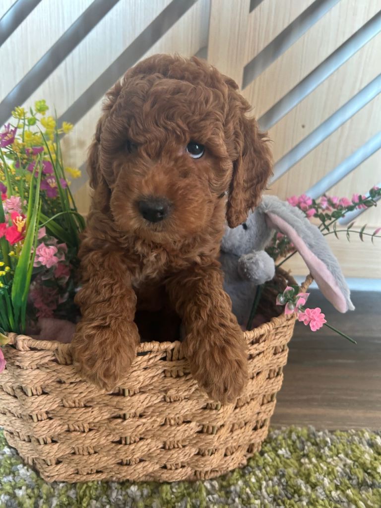 🐾 TRUE MINI F4B GOLDENDOODLES 🐾