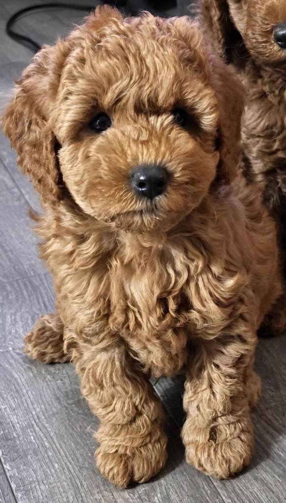 Tiny cockapoo pups for sale 