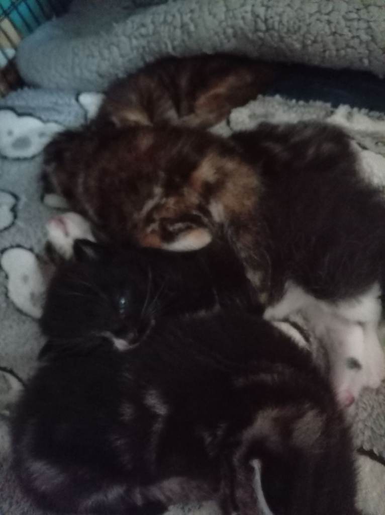 5 mixed breed British short hair