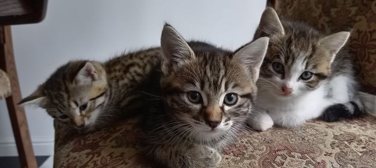Three lovely kittens ready for new home 