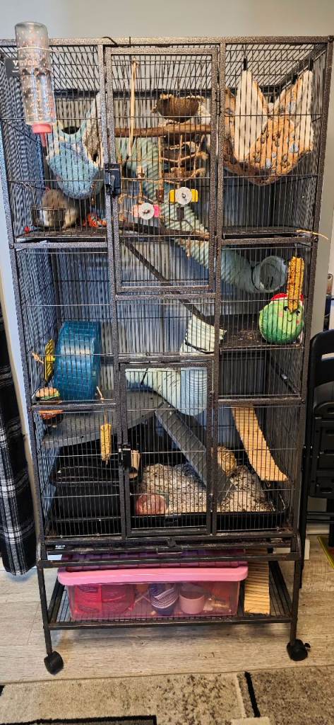 Large cage and 4 female 1 year old rats