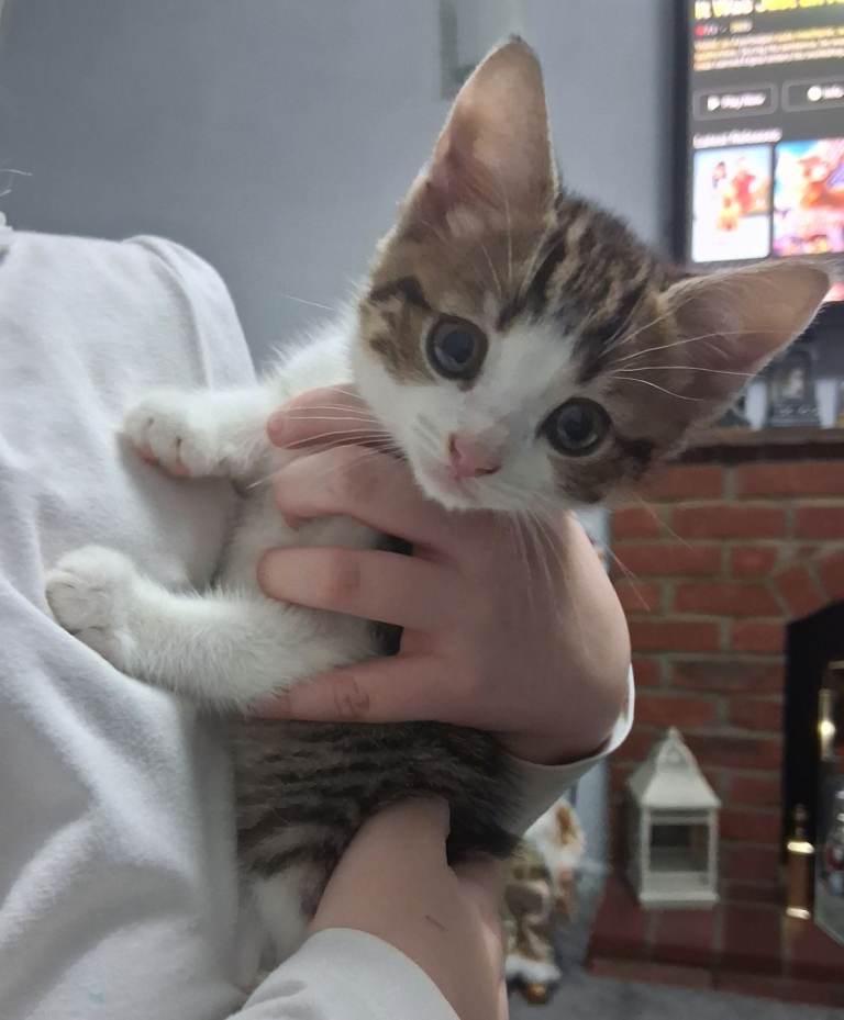 image for Cuddly Kitten